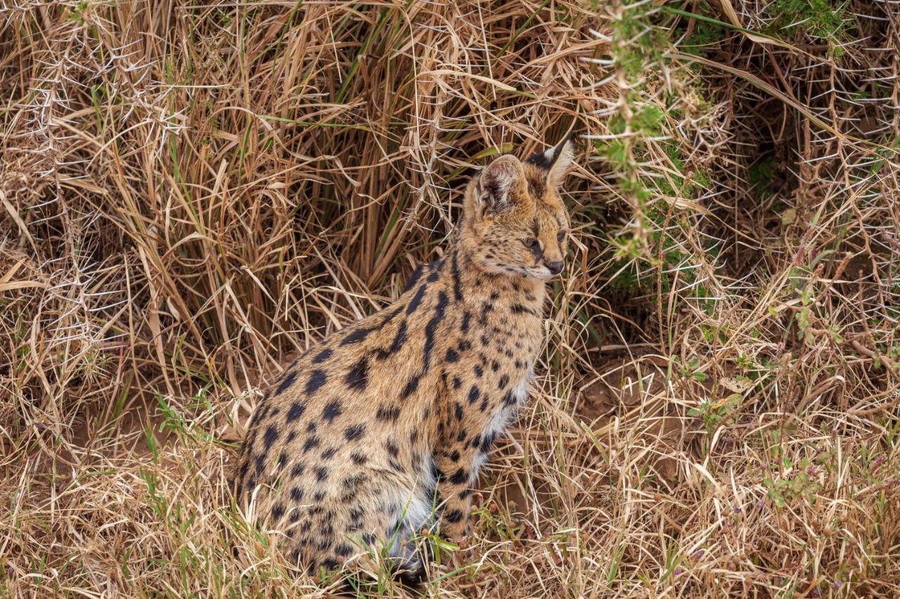 Mawe Tented Camp Serengeti Buitenkant foto