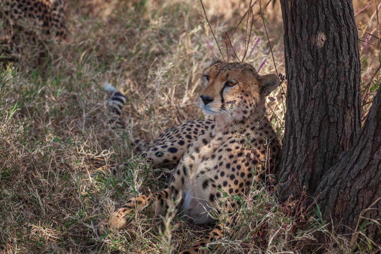 Mawe Tented Camp Serengeti Buitenkant foto