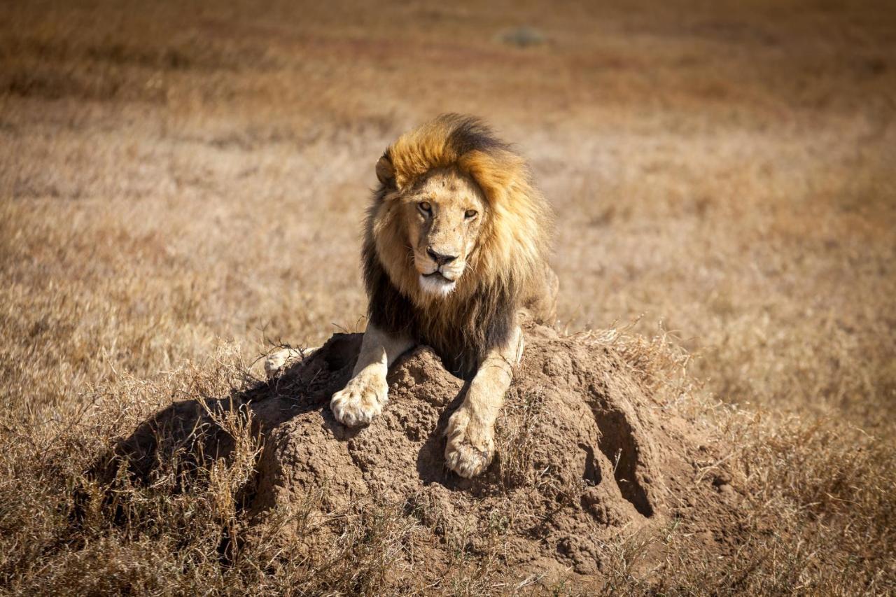 Mawe Tented Camp Serengeti Buitenkant foto