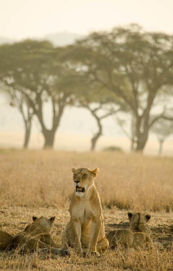 Mawe Tented Camp Serengeti Buitenkant foto